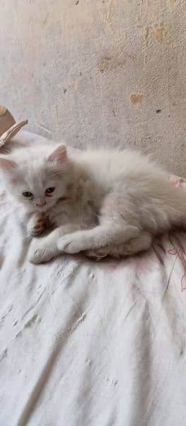 kitten for sale male female age 1 month 0324 4163483 3