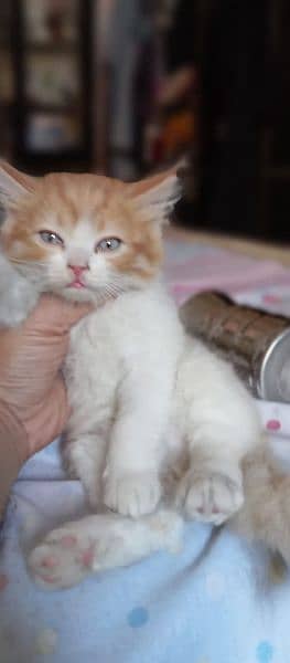 kitten for sale male female age 1 month 0324 4163483 5