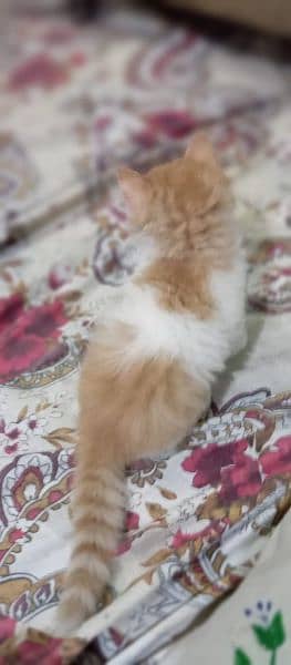 kitten for sale male female age 1 month 0324 4163483 6