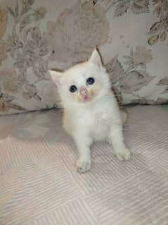 pure persian tripple coat blue eye kitten .