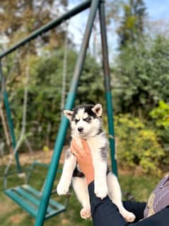 Siberian Husky puppies for sale hy