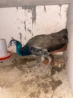 peacock male ( active Bird)