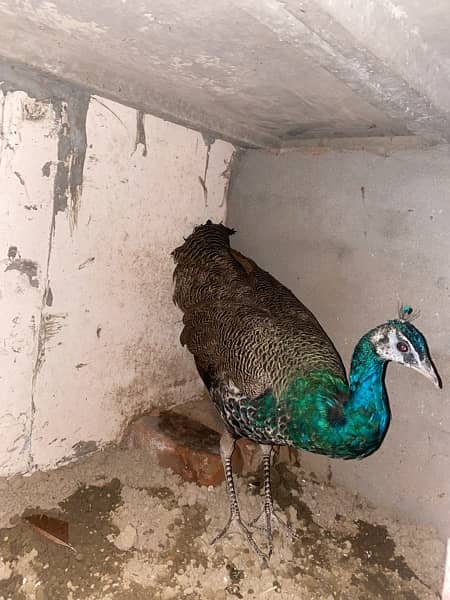 peacock male ( active Bird) 3