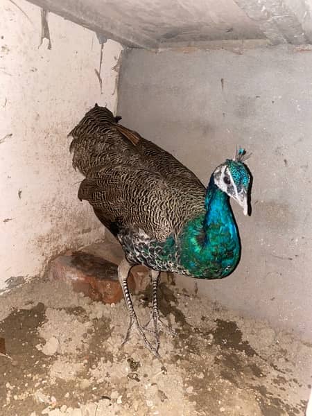 peacock male ( active Bird) 4