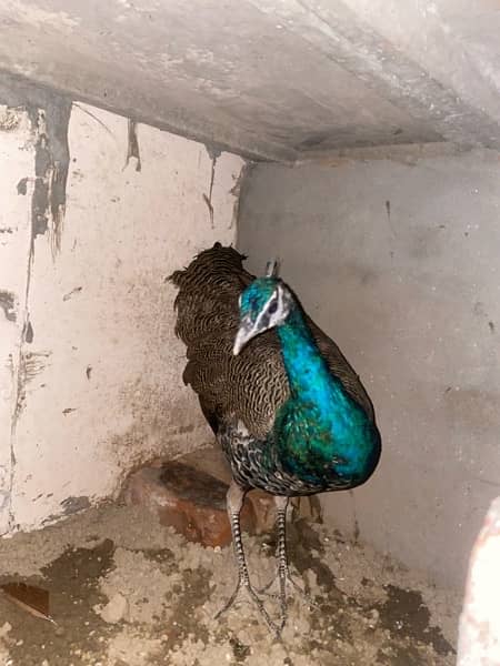peacock male ( active Bird) 5