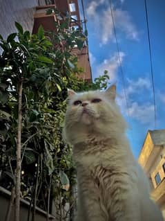 Adult Male for sale | cat for sale | persian cat for sale 0