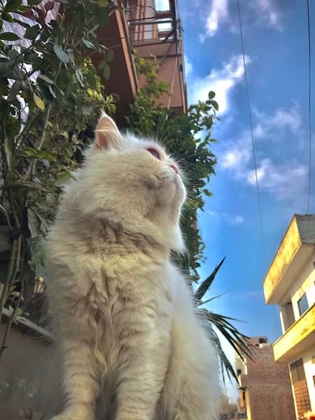 Adult Male for sale | cat for sale | persian cat for sale 1