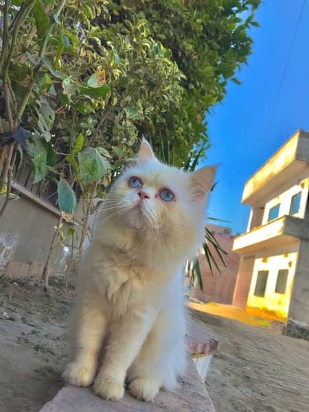 Adult Male for sale | cat for sale | persian cat for sale 2