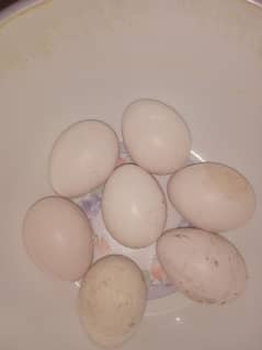 Pure Heera Aseel Eggs