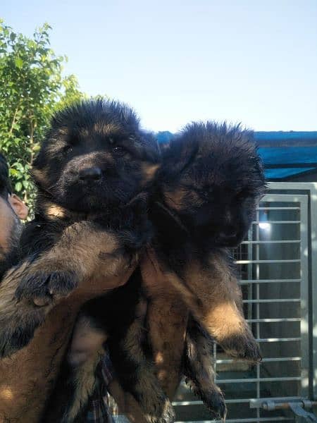 german shepherd puppies for sale 0