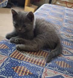 russian blue, 2 month age