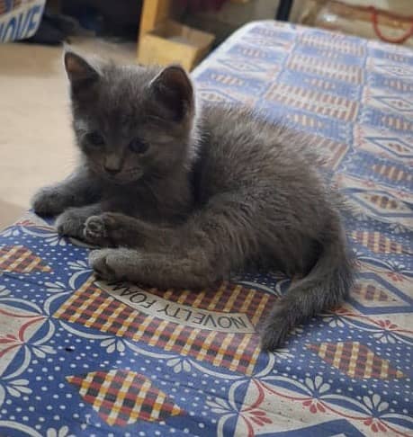 russian blue, 2 month age 0