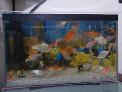 Fish Aquarium 0