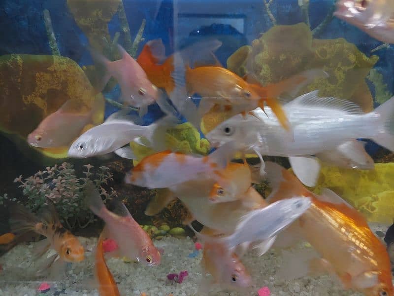 Fish Aquarium 6