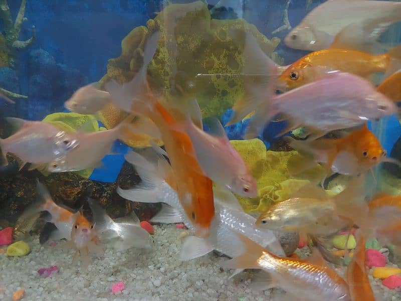 Fish Aquarium 7