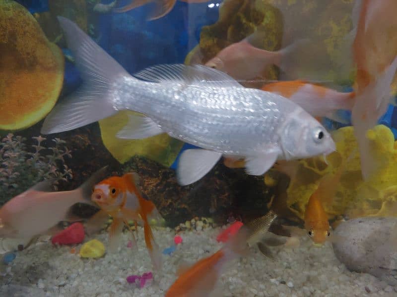Fish Aquarium 8