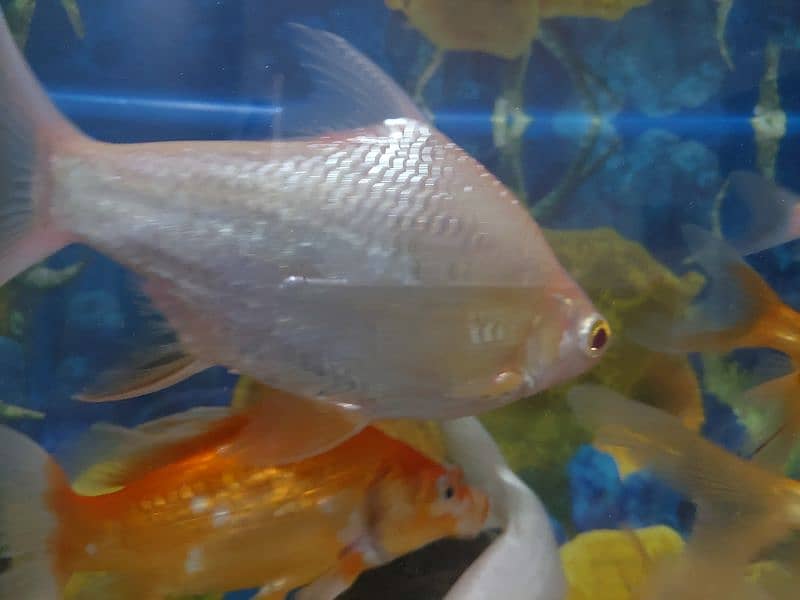 Fish Aquarium 9