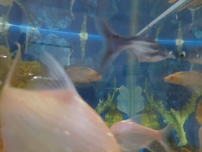 Fish Aquarium 11
