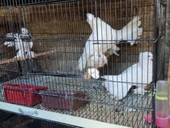 lucky pigeon laka breeder with cage read description