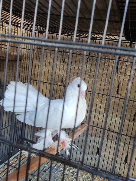 lucky pigeon laka breeder with cage read description 2