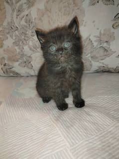pure black persian tripple coat kitten healthy and active. 0