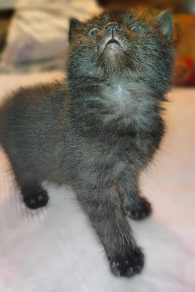 pure black persian tripple coat kitten healthy and active. 1