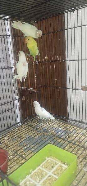 Latino Albino Parblue Pestalino Cremino Creamino lovebirds love birds 1