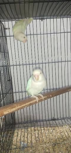 Latino Parsanata Albino Parblue Pestalino lovebirds love birds