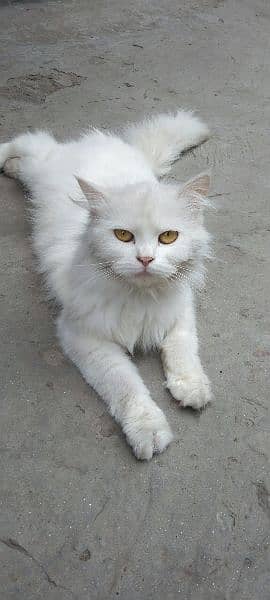 Persian Cats 0