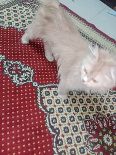 Persian cat pair and 4 kittens for sale