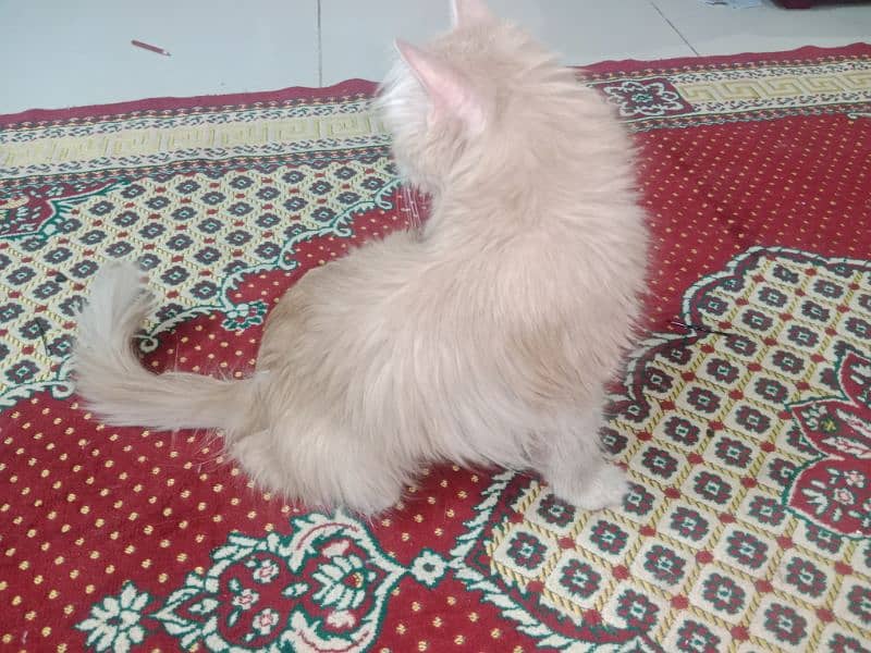 Persian cat pair and 4 kittens for sale 1