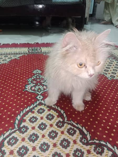 Persian cat pair and 4 kittens for sale 2