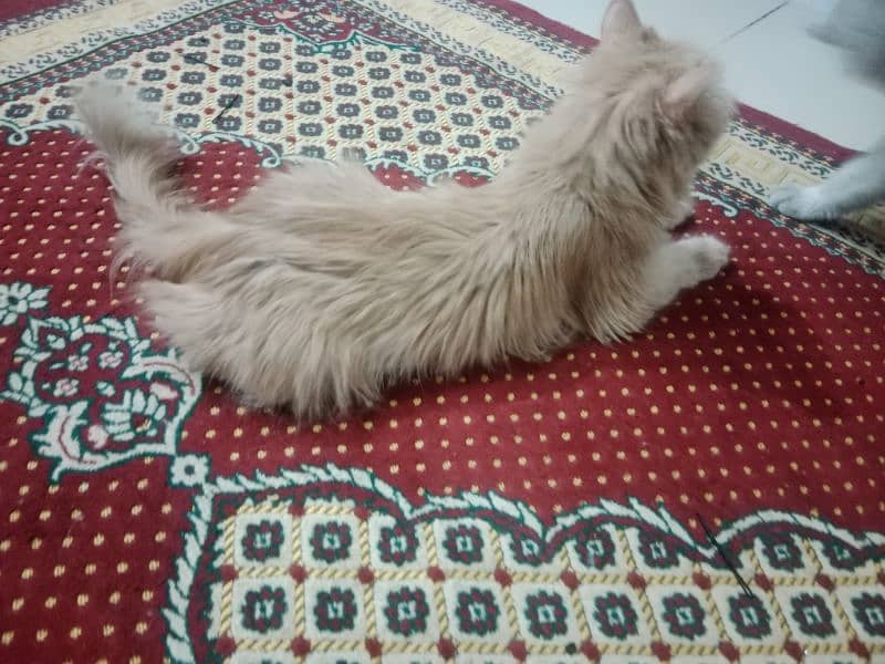Persian cat pair and 4 kittens for sale 3