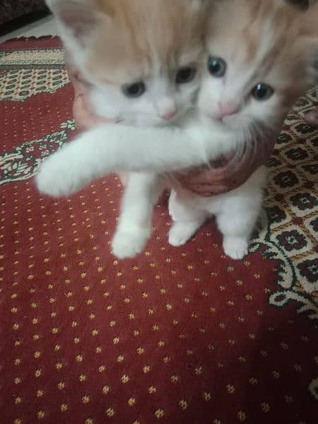 Persian cat pair and 4 kittens for sale 4