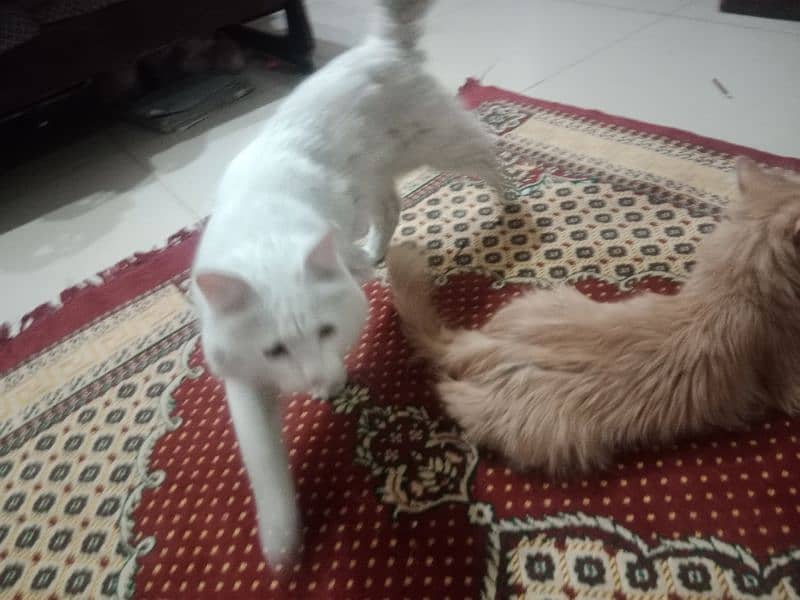 Persian cat pair and 4 kittens for sale 5