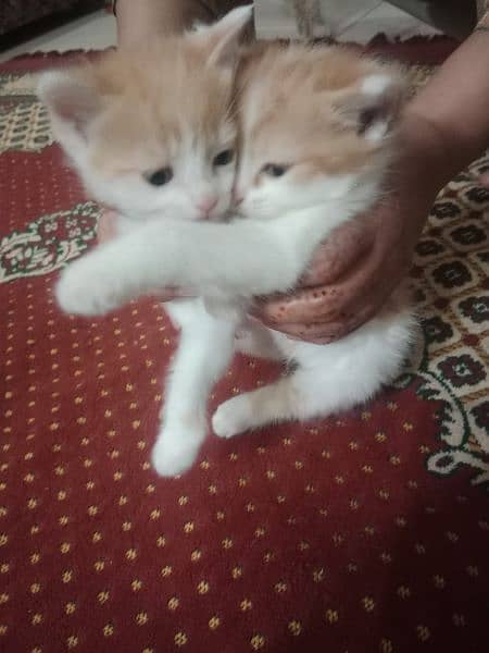 Persian cat pair and 4 kittens for sale 6