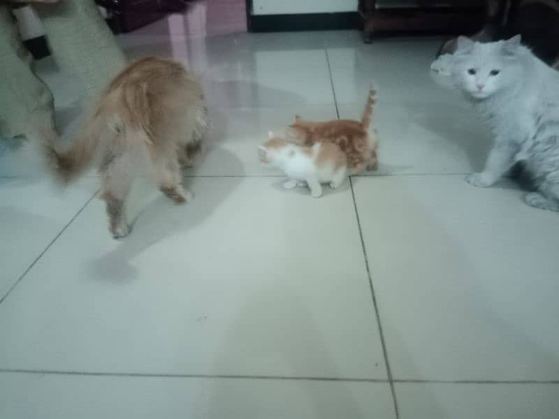 Persian cat pair and 4 kittens for sale 7