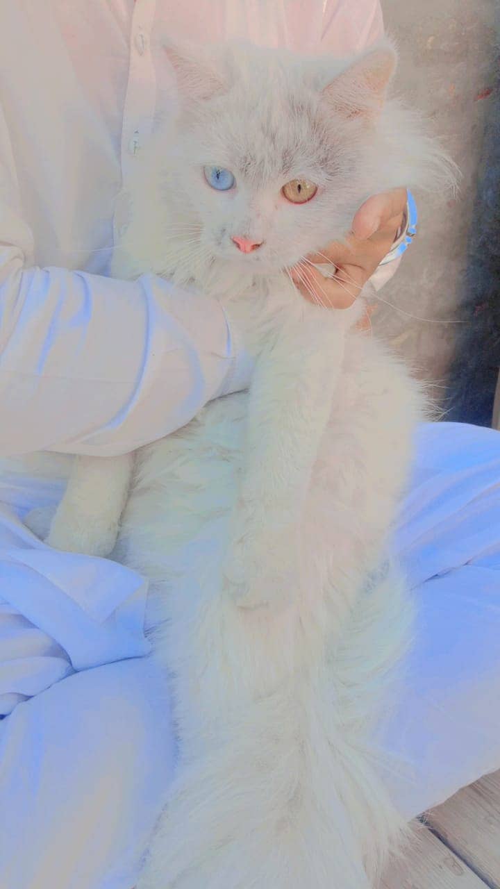 White and Graceful Elegance: The Persian Cat with odd eyes 3