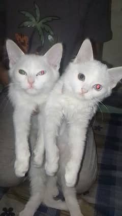 Persian kittens odd eyes doll face couple price 40000pkr :age 3 months 0
