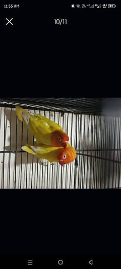 common lutino Red eyes breeder pair for sale with eggs