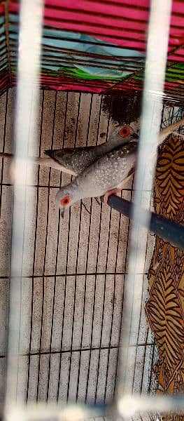 I am selling my all birds I have 1 cocktail 3 Doves and 3 qhumri doves 2