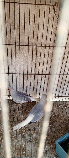 I am selling my all birds I have 1 cocktail 3 Doves and 3 qhumri doves 3