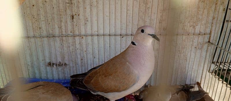 I am selling my all birds I have 1 cocktail 3 Doves and 3 qhumri doves 4
