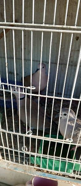I am selling my all birds I have 1 cocktail 3 Doves and 3 qhumri doves 5