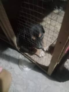 sell for dog colour black and Broun  white 0