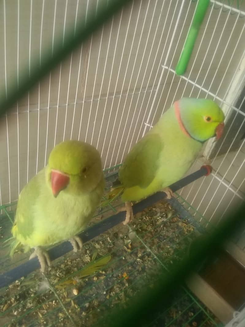 Ringneck parrot available for sale 2