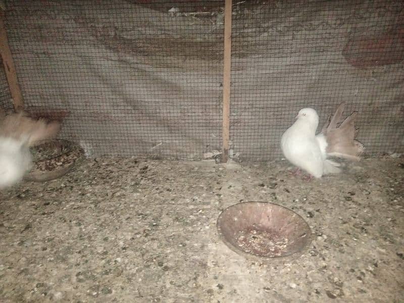 yellow tail Luka pigeon for sale 1