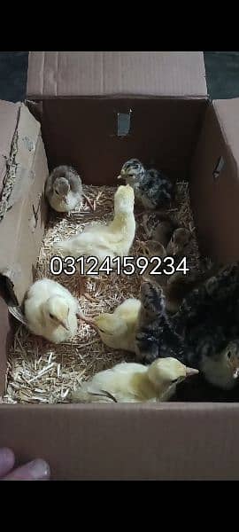 Black Shoulder /  Indian Blue chicks for sale cash on delivery DHA lhr 3