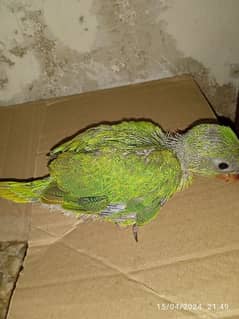green ringneck chick 50 days old active and healthy number 03368463273