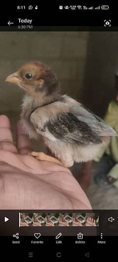 Aseel quality chicks for sell